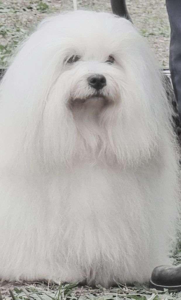 CH. Raven the sweetest coton