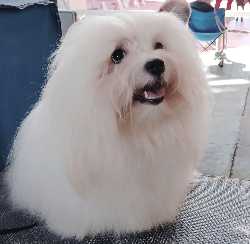 Tutti frutti song the sweetest coton