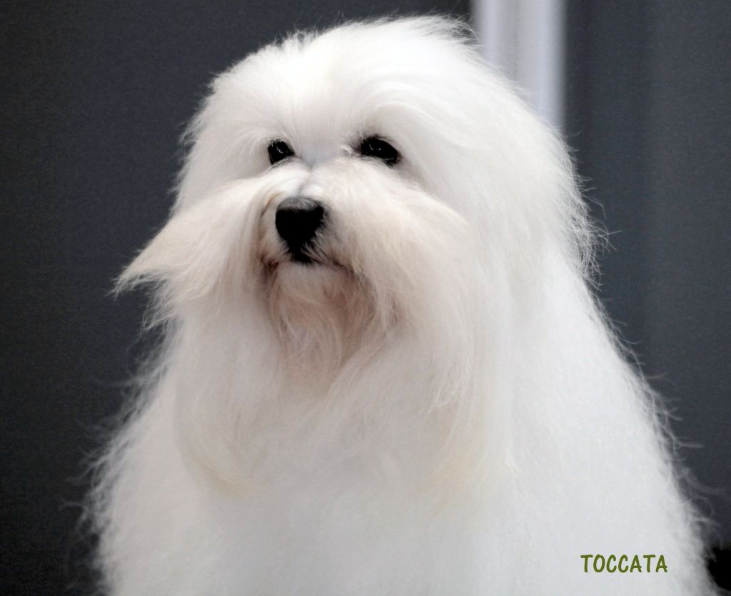 CH. Toccata du Castel de la Roche aux Fées