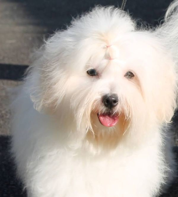 du Castel de la Roche aux Fées - Chiots disponibles - Coton de Tulear