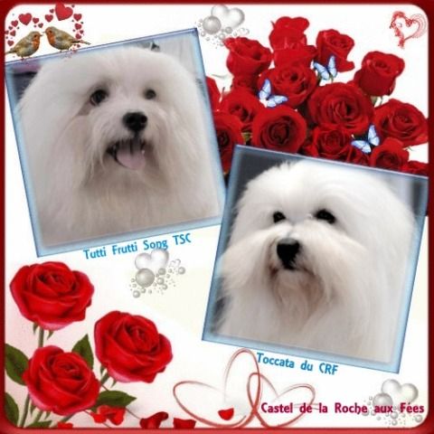 du Castel de la Roche aux Fées - Chiots disponibles - Coton de Tulear