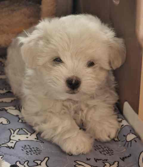 du Castel de la Roche aux Fées - Chiots disponibles - Coton de Tulear