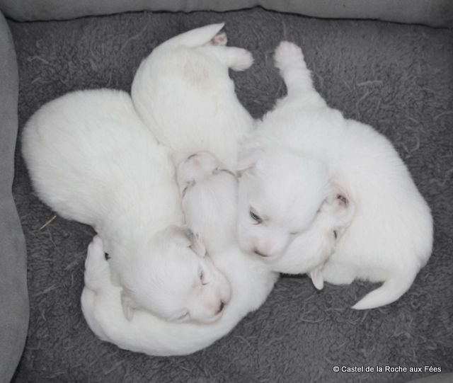 Chiot Coton de Tulear du Castel de la Roche aux Fées