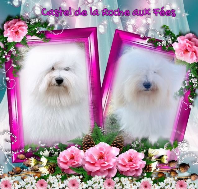 Chiot Coton de Tulear du Castel de la Roche aux Fées