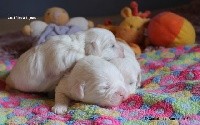 CHIOT
