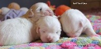 CHIOT