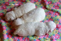 CHIOT