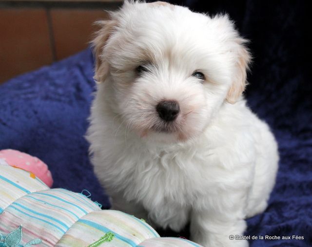 Chiot Coton de Tulear du Castel de la Roche aux Fées