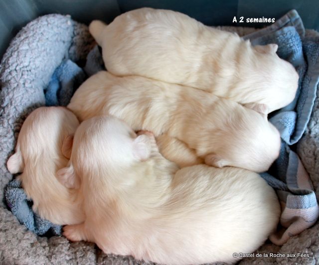 du Castel de la Roche aux Fées - Coton de Tulear - Portée née le 20/10/2020