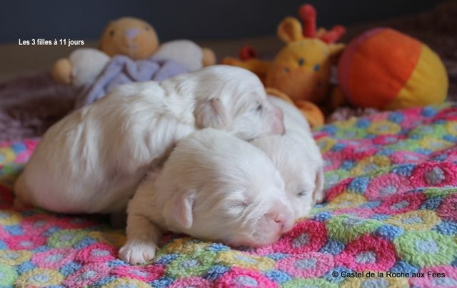 du Castel de la Roche aux Fées - Coton de Tulear - Portée née le 11/04/2020